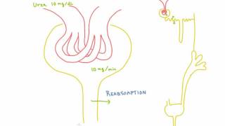 Reabsorption and Secretion of Substances in the Kidney [upl. by Aiak101]