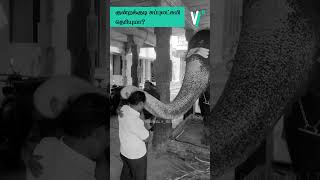 கடவுள் இருக்காரா இல்லையா trending kundrakudi elephantdeath facts [upl. by Riggall]