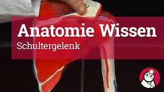 AnatomieWissen Schultergelenk [upl. by Inoj]