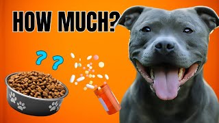 How Much Does It Take To Maintain A Dog Staffy [upl. by Normac]