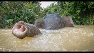 Robot Spy Elephant Takes A Bath With Pygmy Elephants [upl. by Atirehs]