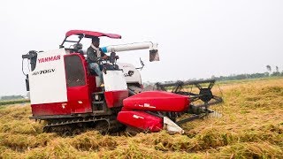 Rice Harvesting By Machine  Rice Cutter Machine  Dhan Kata Machine [upl. by Tabatha]