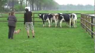 Australian Cattle Dog Herding Cows First Time [upl. by Haropizt526]