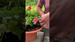 How to Deadhead Geranium [upl. by Edahs]