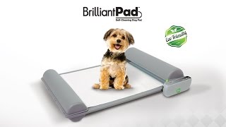 World’s First SelfCleaning Indoor Potty for Puppies and Small Dog by BrilliantPad [upl. by Nallij]