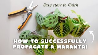 How to successfully propagate a maranta and make your pot MORE FULL  EASY start to finish [upl. by Raynata]