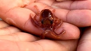 Adorable Baby Octopus Crawling on Hands [upl. by Kcaz]