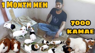 Guinea pig farm  Guinea pig farm in india  Guinea pig ko aise rakhe achi breed keh liye [upl. by Hairaza297]