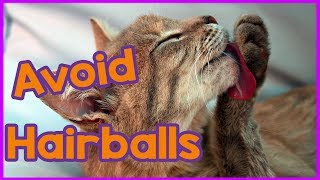 How to Avoid Cat Hairballs [upl. by Amund]