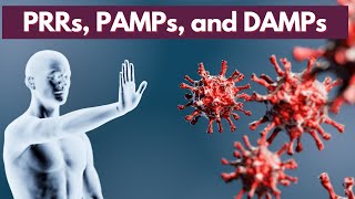 Immunology Lecture 5  Innate Immune System 2  PRRs PAMPs and DAMPs [upl. by Llirrehs73]