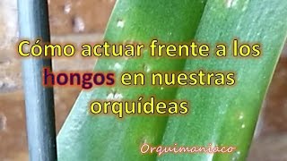 Cómo actuar frente a los hongos en nuestras orquídeas [upl. by Naara429]