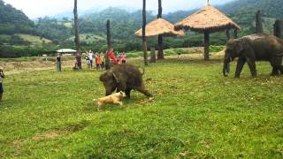 Cute Baby Elephant Gets Frustrated After Chasing A Dog [upl. by Lubet835]