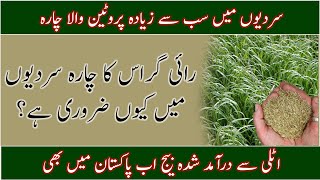 Ryegrass in Pakistan genus LoliumBest Ryegrass seedBest winter livestock fodderرائی گراس کی کاشت [upl. by Reichel160]