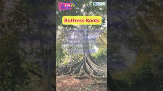 Buttress Roots  Types of Roots  Morphology of Flowering Plants  Class 11 Biology  Biology Boons [upl. by Anitahs462]