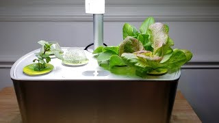 One Month With The Aerogarden From Seed to Harvest [upl. by Em]