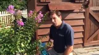 Barlows TV Steps for Planting Crape Myrtle [upl. by Nevaj]