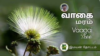 எண்ணெய் செக்கு தயாரிக்கும் மரம்  Albizia Lebbeck  Vagai Tree [upl. by Yetta]