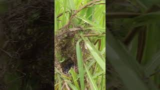 Top Baby Sparrow In Nest Ep026 birds wildbirdlife babyanimal aquarium birdlife birds wild [upl. by Helbonna]