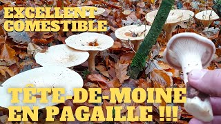 Une merveille  Des tètedemoine en pagaille  Cèpes 2023 cèpes champignons coulemelles [upl. by Edd]