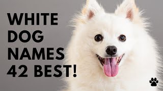 🐕 White Dog Names  42 BEST amp CUTE Ideas Like ✨ Sparkle  Names [upl. by Georges396]