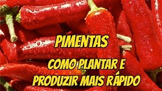 DICAS COMO PLANTAR PIMENTA E TER PRODUÇÃO ABUNDANTE E RÁPIDA [upl. by Boaten980]