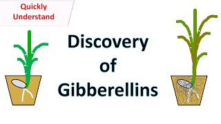 Discovery of Gibberellins [upl. by Yadsendew]