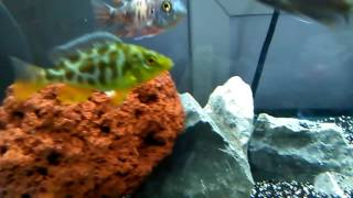 My new nimbochromis venustus maleorfemale African Cichlid [upl. by Yblocaj246]