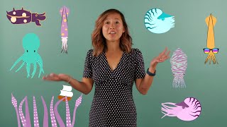 The ABCs of Cephalopods with Conservation Biologist Samantha Cheng [upl. by Anielram379]