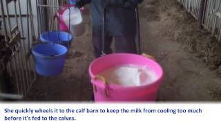 Vita Plus Calf Care Quick Tip Feeding Milk [upl. by Nimar156]