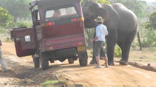 Sri Lanka  Yala National Park  Elephant [upl. by Ylus]