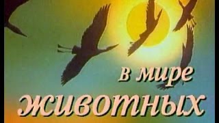 В мире животных с Николаем Дроздовым Выпуск №56 [upl. by Lytle]