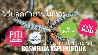 ปลูกกำยาน Frankincense treeอย่างถูกวิธี พันธุ์ Boswellia asplenifolia จากเกาะโซโกตรา ประเทศเยเมน [upl. by Lemert]