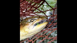 Fly Fishing for King Salmon fishing flyfishing [upl. by Xonnel]