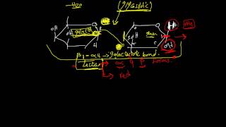 CHO chemistry lec5 DR Mahmoud Ettaweel Disaccharides الكاربوهيدرات محاضرة 5 د الطويل [upl. by Iow382]