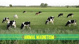 Animal Magnetism How Animals Navigate [upl. by Etteniotnna]