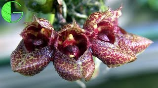 Bulbophyllum frostii • Orchid collection update • 16 March 2019 [upl. by Adnyleb]