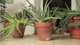 How To Get Aloe From a Plant [upl. by Heimlich]