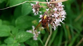 Volucella zonaria  Hornissenschwebfliege  Hornet Mimic Hoverfly [upl. by Wes]