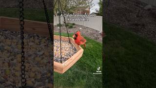 A cardinal enjoys seed at the feeder tray [upl. by Elysha911]