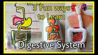 Play way learning  Human Digestive System  Kids Science DIY [upl. by Nnadroj195]