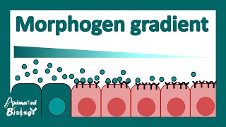 Morphogen gradient  What are morphogens  How do morphogens determine cell fate  Devbio [upl. by Arodal421]