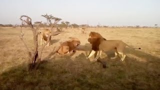 Male lions find a nomad in their territory [upl. by Notneuq]