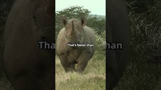 5 LesserKnown Facts About Rhinos [upl. by Phillip]