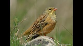 Ortolan bunting Emberiza hortulana Βλαχοτσίχλονο [upl. by Milson]