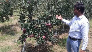 Jeromine  Red Delicious  Apple  Variety  M9  HDP  Dr Niranjan Singh  Dr YSPUHF [upl. by Newman]