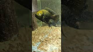 Родители защищают малькаcichlid fish cichlidstank aquarium [upl. by Feer]