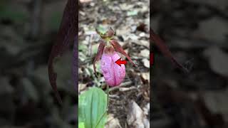 Cypripedium acaule [upl. by Ayatnahs913]