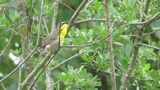 ◎ Yellowbreasted Chat オオアメリカムシクイ [upl. by Schonthal584]