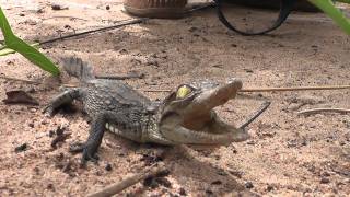 Cute baby crocodile squeaking [upl. by Elly584]