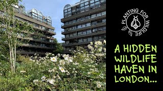 A hidden wildlife haven in London [upl. by Aeirdna]